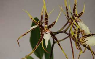 Брассия — один из самых необычных сортов орхидей