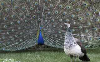 Синий Павлин — как англичане планировали взорвать Германию