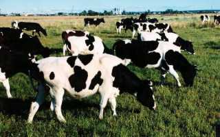 Порода холмогорская характеристика бычков