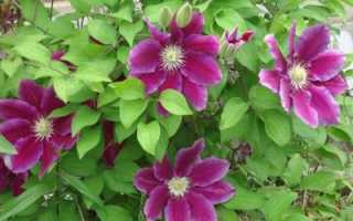 Крупноцетковый клематис сорта Сансет: описание и уход