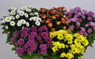 Хризантема в горшке: уход в домашних условиях, описание с фото, разведение, период цветения и советы специалистов