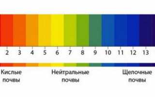 Характеристика и описание черешни «Веда»