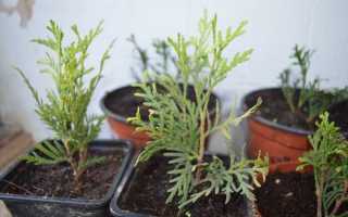 Туя западная Янтарь — популярный декоративный хвойник