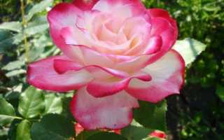 Роза юбилей принца Монако: описание, посадка, уход, болезни и вредители