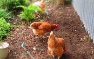 Браун Ник порода кур – описание, фото и видео