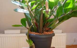 Замиокулькас (Долларовое дерево) (140 Фото & Видео) – уход в домашних условиях, пересадка, размножение +Отзывы