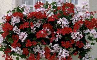 Герань ампельная уход в домашних условиях цветение