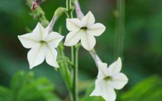 Пасленовые овощи — список названий растений