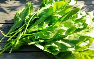 Посадка щавеля осенью под зиму, уход за всходами и сбор урожая