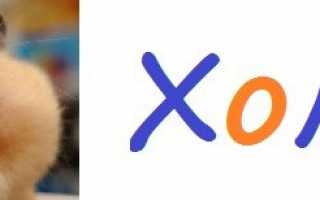 Стоит ли заводить шиншиллу: плюсы и минусы домашнего животного в квартире