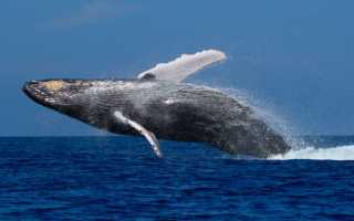 Самые большие животные в мире. Рейтинг Топ-10.