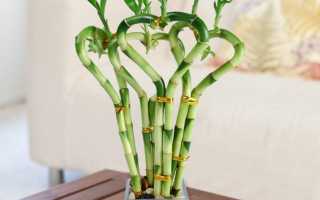 На сколько метров в высоту вырастает бамбук