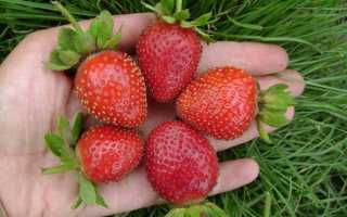Самые лучшие сорта клубники с фотографиями и описанием