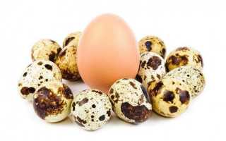 Перепелиные яйца – полезные свойства для организма и применение в косметологии