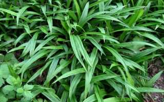 Почему не цветут лилии, как предотвратить проблему