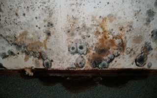 Что делать, если гниет картофель в земле и почему так происходит