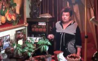 Почему желтеют листья у китайской розы или болезни гибискуса