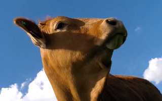 Протокол патологоанатомического вскрытия трупа животного