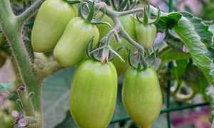 Удачный выбор для привередливого дачника — томат «Пётр Великий» и секреты повышения его урожайности