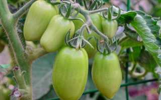 Удачный выбор для привередливого дачника — томат «Пётр Великий» и секреты повышения его урожайности