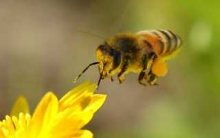 Вирусные болезни – угроза современному пчеловодству