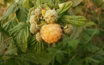 Сокровищница сортов желтой малины