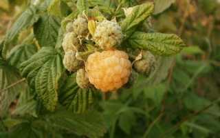 Сокровищница сортов желтой малины