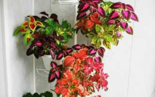 Самые быстрорастущие среди растений