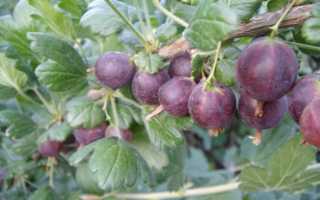 Описание и характеристики сорта крыжовника Командор, посадка и уход