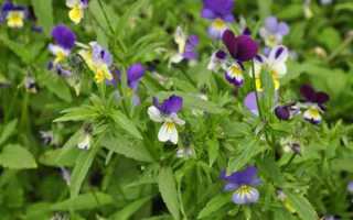 Фиалка трехцветная (анютины глазки): описание, лечебные свойства, применение и противопоказания