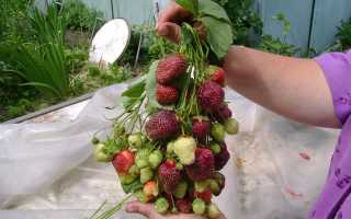 Клубника сорта Фейерверк. Описание сорта