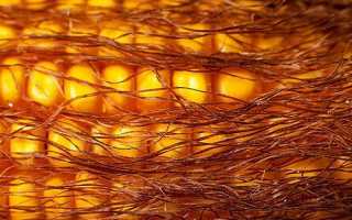 Кукурузные рыльца — лечебные свойства и противопоказания