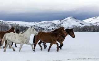 Ветеринария: Зимнее содержание лошади // ЗМ № 6/2006