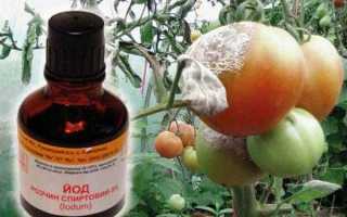 Опрыскивание томатов от фитофторы в теплице и открытом грунте: как спасти урожай