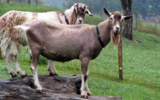 Описание тоггенбургской породы коз