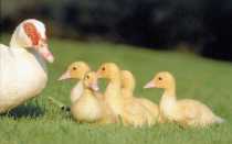 Сколько растут утки на мясо