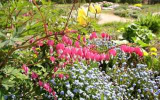 Цветок дицентра: выращивание из семян, посадка и уход, способы размножения