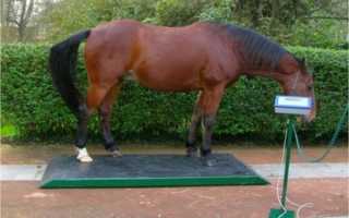 Сколько в среднем весит лошадь – как узнать