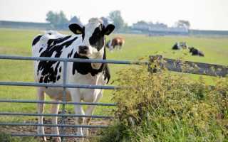 Ацидоз у коровы: симптомы и лечение