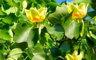 Тюльпановое дерево: как выглядит это дерево и где произрастает