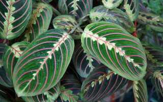 Маранта Трехцветная — уход в домашних условиях