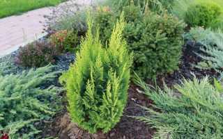 Кипарисовик Лавсона: посадка и 6 главных шагов по уходу