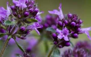 Чем отличается чабер от чабреца: есть ли разница между пряными растениями