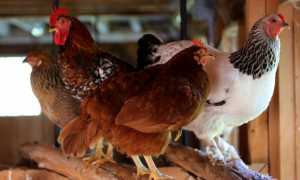 Как сделать курятник на 5 кур своими руками: чертежи и пошаговое строительство