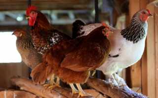 Как сделать курятник на 5 кур своими руками: чертежи и пошаговое строительство