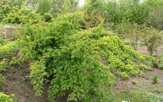 Стефанандра — посадка и уход, сорт криспа с фото