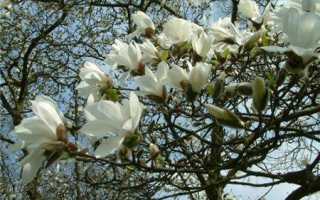 Цветок магнолия — все о выращивании древесной орхидеи в домашних условиях