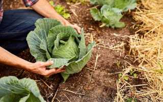 Чем обработать или опрыскать капусту от вредителей народными средствами