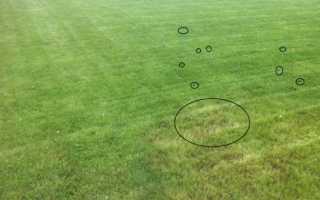 Почему желтеет газонная трава? Почему пожелтел газон и как избежать желтых пятен на нём?