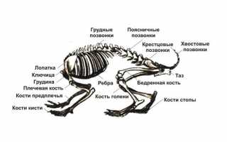 Анатомия Скелета человека — информация: